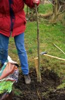 Planting a fruit tree. Firming soil with ball of foot. Stake fixed in position before planting to avoid damage to roots