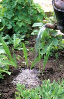 Watering Crocosmia after planting