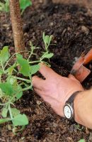 Planting Lathyrus odoratus - Sweet pea plants next to hazel support