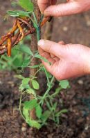 Tying in shoots of young Lathyrus odoratus - Sweet pea plant
