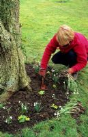 Woman re planting Galanthus - Snowdrops after dividing mature clump