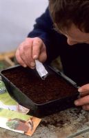 Sowing seeds in seed tray