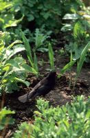 Blackbird collecting worms after planting Crocosmia