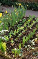 Ornamental vegatable garden with rows of peas planted between bulbs