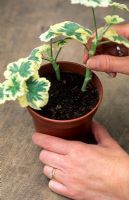 Inserting cuttings of Pelargonium around edge of pot