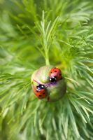 Paeonia tenuifolia - Peony bud with ladybirds