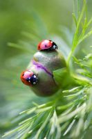 Paeonia tenuifolia - Peony bud with ladybirds