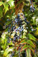 Berries of Mahonia 'Winter Sun' ripening in April - Good late feed of berries for the blackbirds!