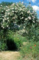 Rosa 'Adelaide D'Orleans' - Rambling rose