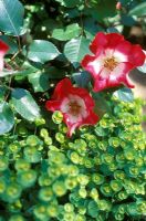 Rosa 'Cherry Meillandecor and Euphorbia charam 'Redwing'
