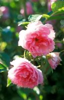 Rosa 'Pink Grootendorst' - Hybrid rugosa rose