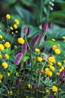 Plant combination of Sanguisorba and Ranunculus aconitifolium 'Flore Pleno' - The Chris Beardshaw Garden, Chelsea 2007 