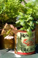 Cuttings of herbs growing in a tin can