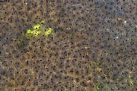 Mass of frogspawn in a spring pool