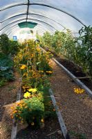 Tomatoes growing in a polytunnel with french marigolds grown as companion plants to encourage pollination and decoy pests.