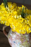 Narcissus pseudonarcissus - Wild daffodil commonly growing throughout Europe - Natural bouquets in vase