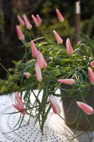 Tulipa clusiana 'Lady Jane' grown in glavanised container and placed on old french cafe table - petals closed