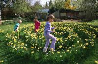 Children playing in the daffodil maze in grass made with Narcissus 'Yellow Cheerfulness'