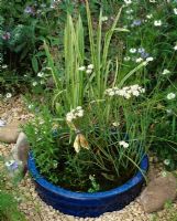 Wildlife pond in blue ceramic pot planted with Ranunculus aquatilis, Oenanthe fistulosa, Nasturtium aquaticum, Gratiola officinalis, Preslia cervina and Glyceria aquatica variegata