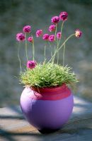 Armeria maritima 'Nifty Thrifty' in pink and mauve container