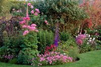 Launa Slatter's garden - Border with Thalictrum aquilegifolium, Rose 'Gertrude Jekyll, Phuopsis stylosa, Allium christophii and Digitalis