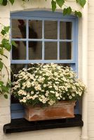 Argyranthemum frutescens - Marguerite Daisy. Perennial, July. Portrait of white daisies in a window box.