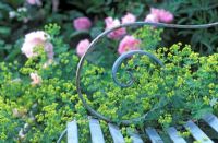 Coil detail of pale blue wrought iron bench with Alchemilla mollis creeping through it with pink Rosa and Paeonia in the background