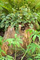 Heuchera 'Americana Dale's Strain' - Coral Bells growing in a stump