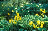 Melissa officinalis 'Aurea', Tulipa 'West Point', Hosta 'Spinners', Paeonia mlokosewitschii, Thermopsis lanceolata, Cortaderia selloana 'Gold Band' - The Yellow Border at Glen Chantry