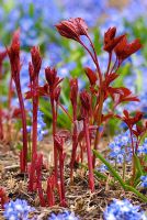 Deep red new shoots of Paeonia lactiflora 'Sante Fe' emerging from soil agianst a blue background of Chionodoxa forbesii