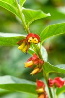 Lonicera involucrata - Twinberry shrub