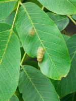 Juglans - Walnut leaf blister mite - Eriophyes erineus. Galls on Walnut 


