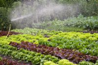 Watering lettuces with a spray at the Dominican Farm, County Wicklow