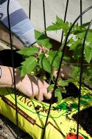 Planting up grow bag with tomatoes 