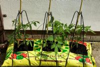 Tomatoes growing in grow bag