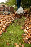 Clearing autumn leaves