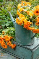 Painted galvanised watering can with Calendula Officinalis on wooden box -  Solidago in background 