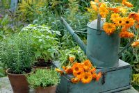 Painted Galvanised Watering Can with Calendula Officinalis, Pot of Thymus 'Bertram Anderson', Ocimum Basilicum and Rosemarinus Officianalis on wooden table 