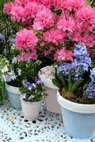 Painted pots on cast iron garden table with Azalea japonica 'Madame Van Hecke', Hyacinthus 'Orientalis Delft Blue' and Viola 'Magnifico' 
