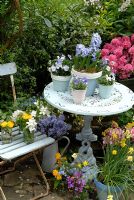 Spring Patio with painted pots of Hyacinths and Viola 'Magnifico' on cast iron table. Jars of Kerria japonica, Lunaria annua and Malus apple blossom on slatted chair and ground. Blue enamel jug of Scilla and pot of Narcissus. Azalea in background 