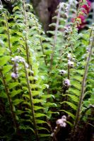 Polystichum aculeatum - Hard shield fern  