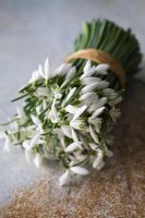 Posie of freshly picked Galanthus nivalis - snowdrops tied up with raffia lying on rusty galvanised metal table