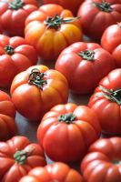 Rows of Delizia tomatoes