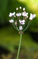 Butomus umbellatus - Flowering rush