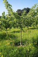 Young free-standing Malus - apple tree with string restraints to encourage rounded shape