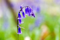 Hyacinthoides - Bluebell against blurred woodland background