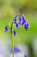 Hyacinthoides - Single bluebell against rich green background