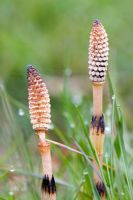 Equisetum arvense - Common Horsetails - two fertile stems in wet meadow grass