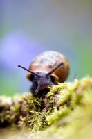 Snail on moss and wood in a bluebell wood 