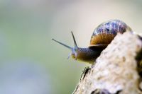 Snail on a piece of wood
